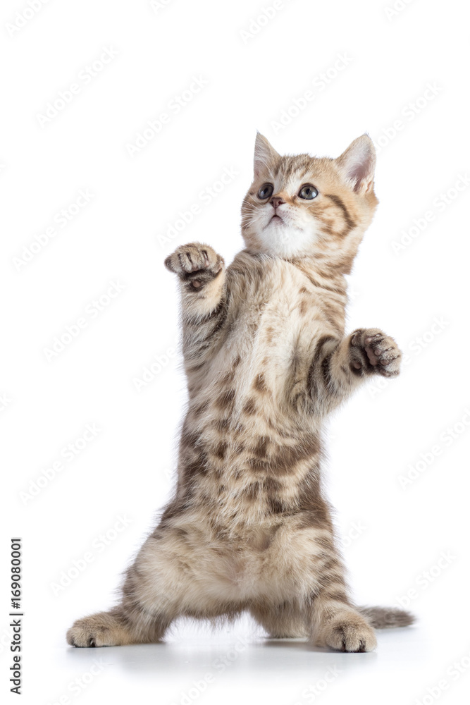 Funny scottish straight cat kitten standing isolated over white background