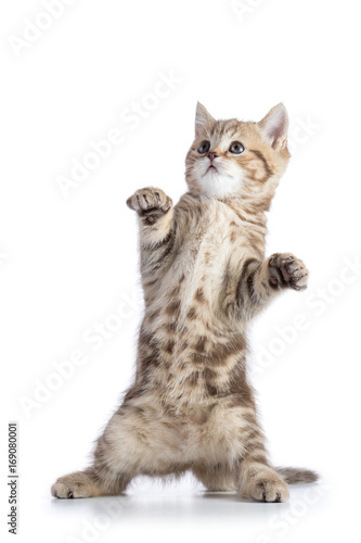Funny scottish straight cat kitten standing isolated over white background