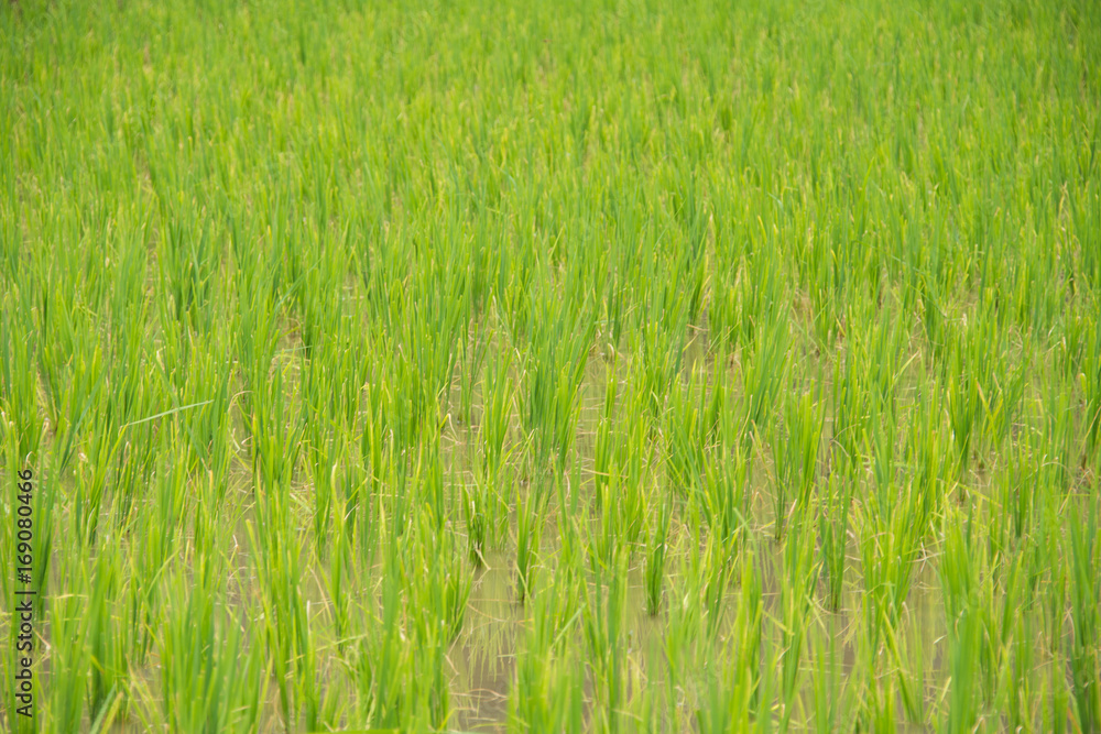 rice field at sunny day. rice field at sunny day.