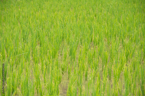 rice field at sunny day.