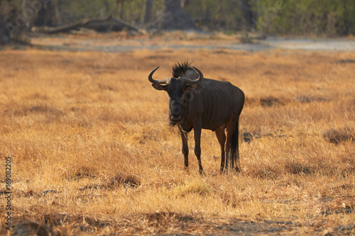 Fototapeta Naklejka Na Ścianę i Meble -  Male wildebeest in Botswana