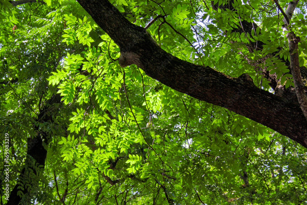 Fototapeta premium Green sheet tree at bright solar day