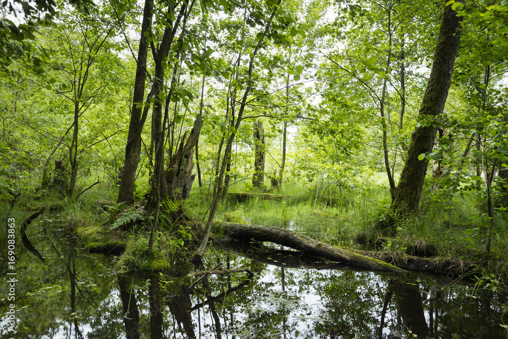 Feuchtgebiet, Müritz-Nationalpark, Mecklenburgische Seenplatte, Mecklenburg-Vorpommern, Deutschland Feuchtgebiet, Müritz-Nationalpark, Mecklenburgische Seenplatte, Mecklenburg-Vorpommern, Deutschland