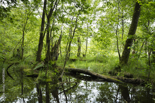 Feuchtgebiet, Müritz-Nationalpark, Mecklenburgische Seenplatte, Mecklenburg-Vorpommern, Deutschland