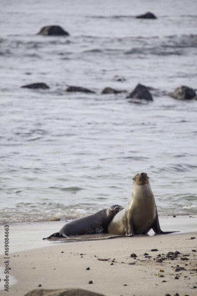 Fototapeta premium Galapagos sea lion baby with mother at beach, San Cristobal, Galapagos