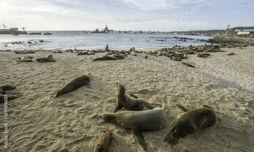 Galapagos sea lions sleeping on a beach, San Cristobal, Galapagos