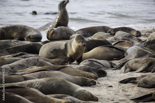 Galapagos sea lions sleeping on a beach, San Cristobal, Galapagos