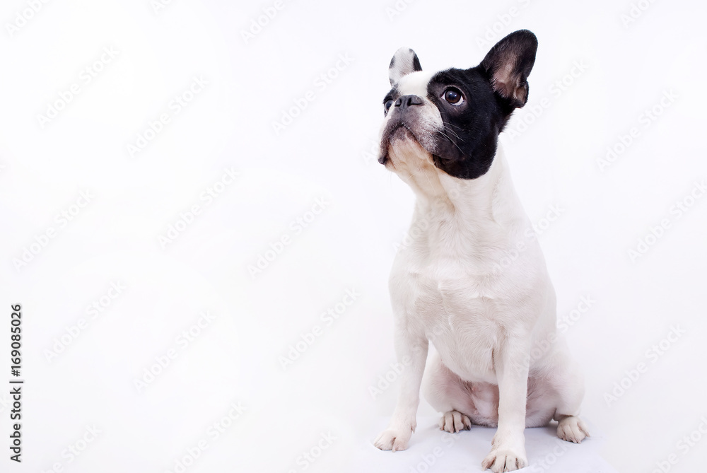 Bulldog francese su sfondo bianco