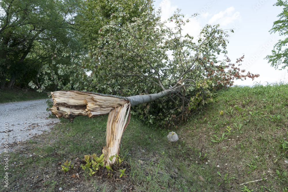 Fototapeta premium A tree torn by the wind during a violent storm .