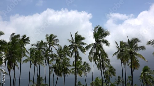 Wallpaper Mural Coconut trees at the Hawaiian coast. Big Island, Hawaii, USA Torontodigital.ca