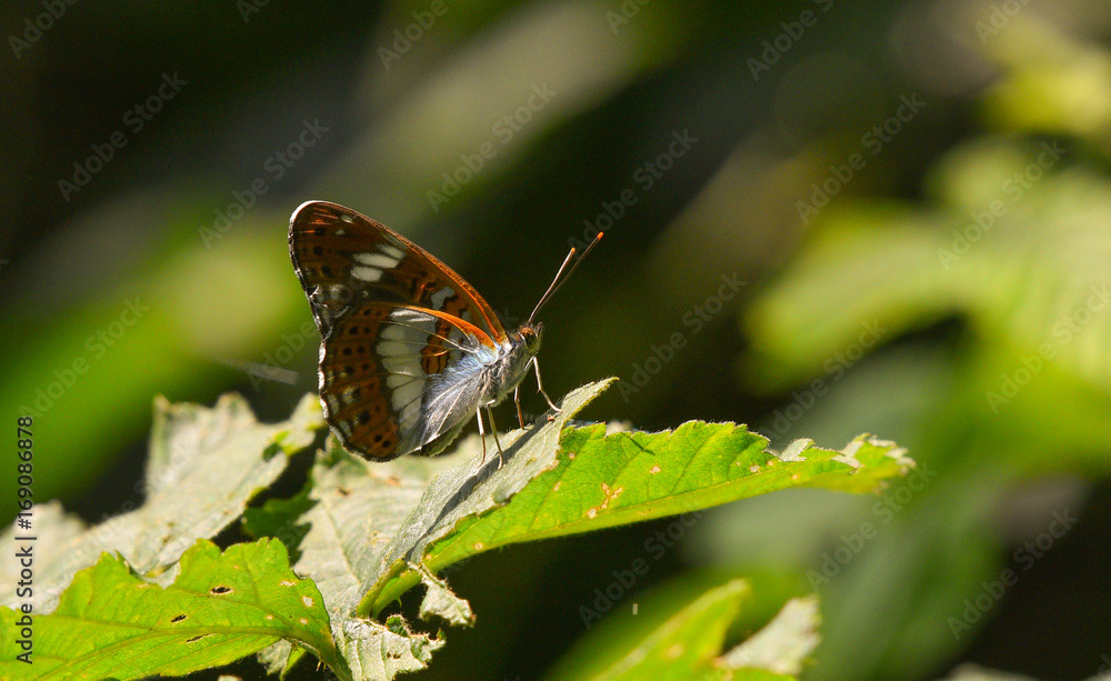 Obraz premium farfalla marrone posata su foglia verde, in primo piano