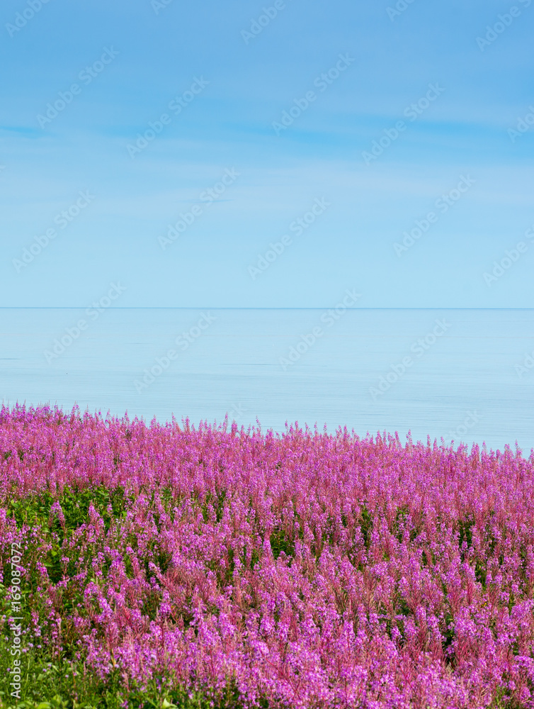 Seaside meadow with firefeed flowers