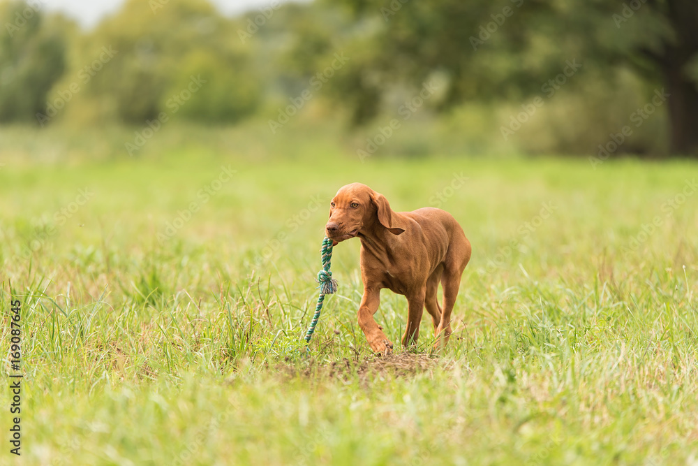 Hungarian vizsla dog play with a stick Hungarian vizsla dog play with a stick