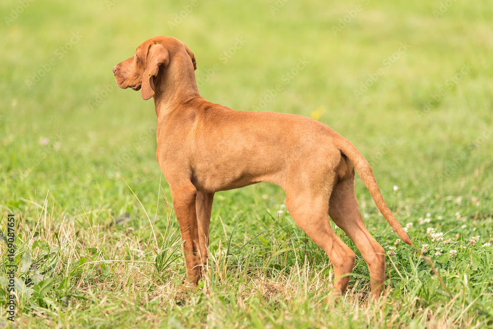 Hungarian vizsla dog in the green