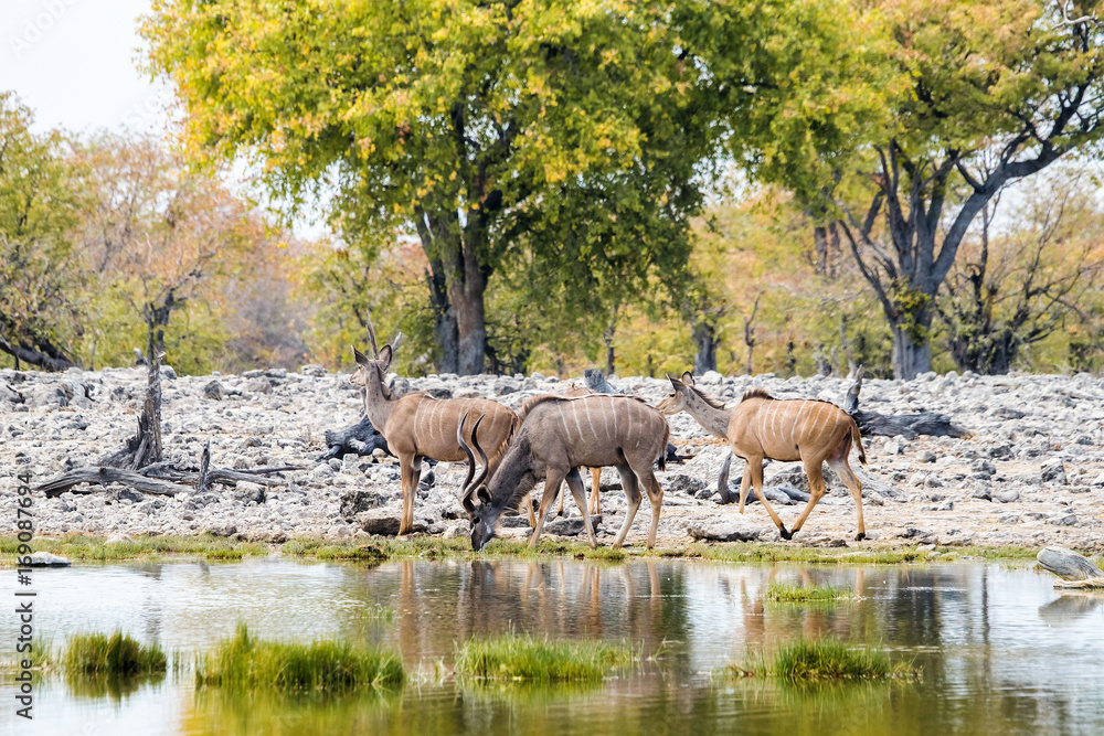 Fototapeta premium Greater Kudu herd drinking at Goas waterhole in Etosha national park, Namibia.