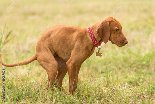 Hungarian vizsla dog poops in the park