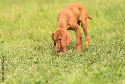 Beautiful hungarian vizsla dog in the park