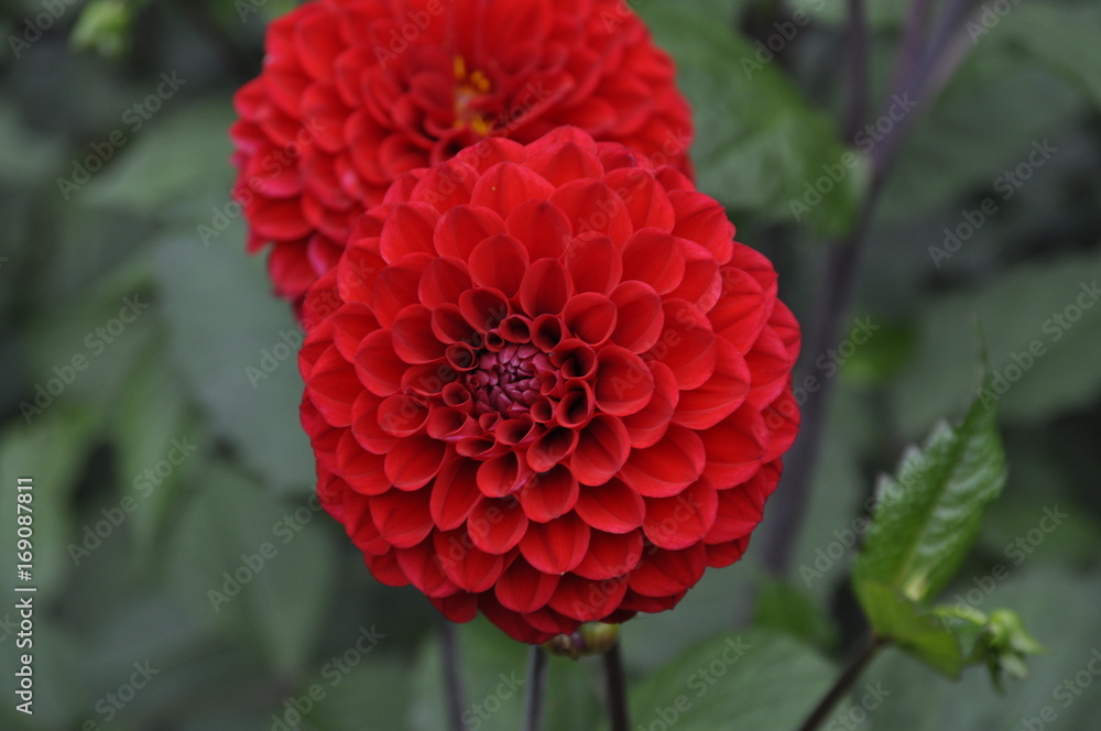 Red flower Red flower