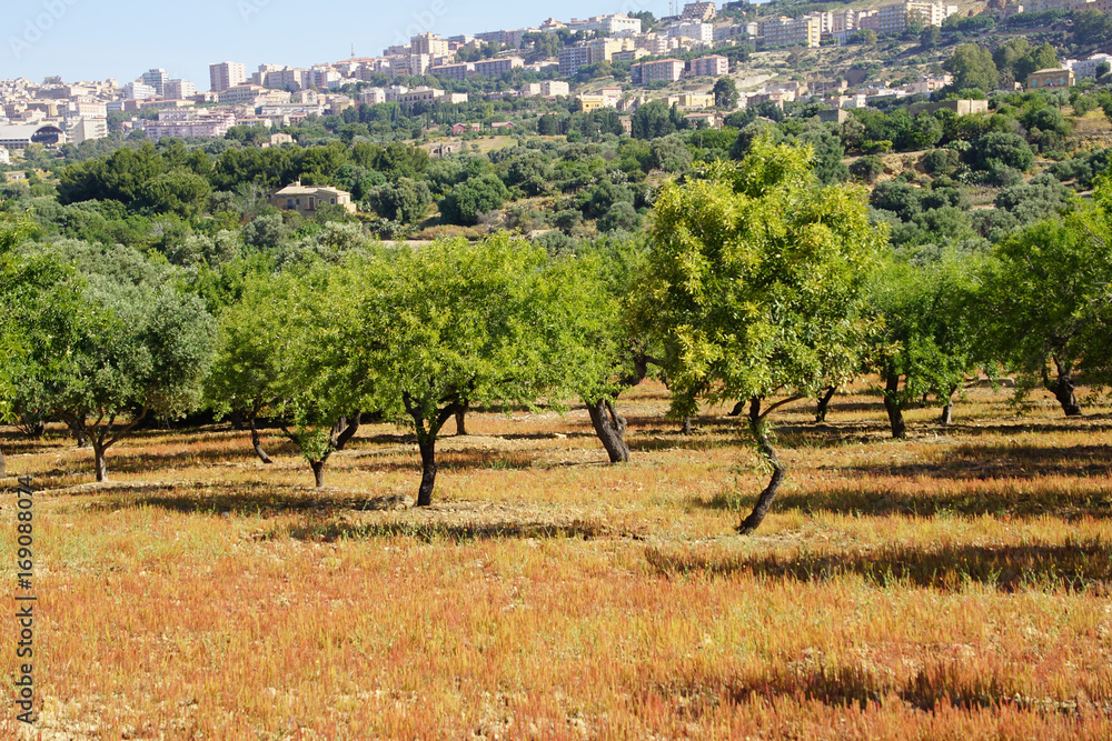 Fototapeta premium Agrigent, Sizilien, Tal der Tempel