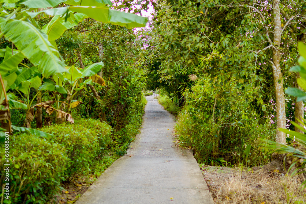 Concrete pathway or walkway in jungle forest Concrete pathway or walkway in jungle forest