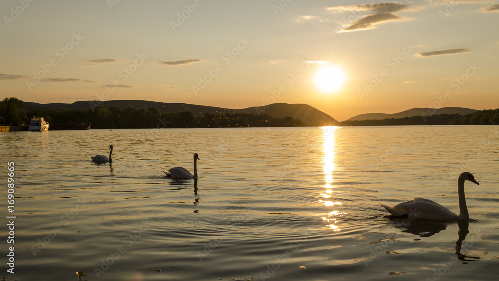 white, background, beautiful, nature, blue, lake, beauty, summer, water, animal, reflection, wild, sunset, swan, two, swimming, symbol, light, river, danube, day, scene, bird, tranquil, horizon white, background, beautiful, nature, blue, lake, beauty, summer, water, animal, reflection, wild, sunset, swan, two, swimming, symbol, light, river, danube, day, scene, bird, tranquil, horizon