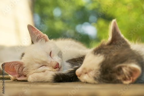 Kittens sleeping together outdoors at summer day