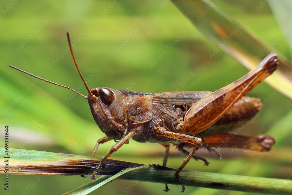 Grasshopper Grasshopper