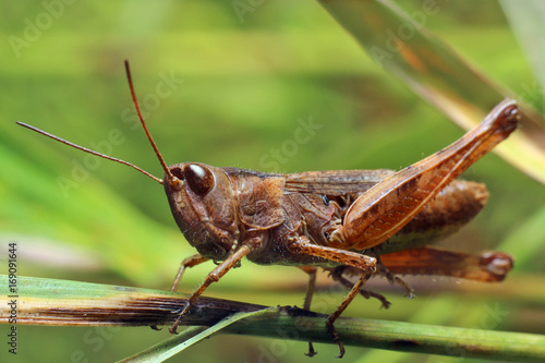 Grasshopper © achkin