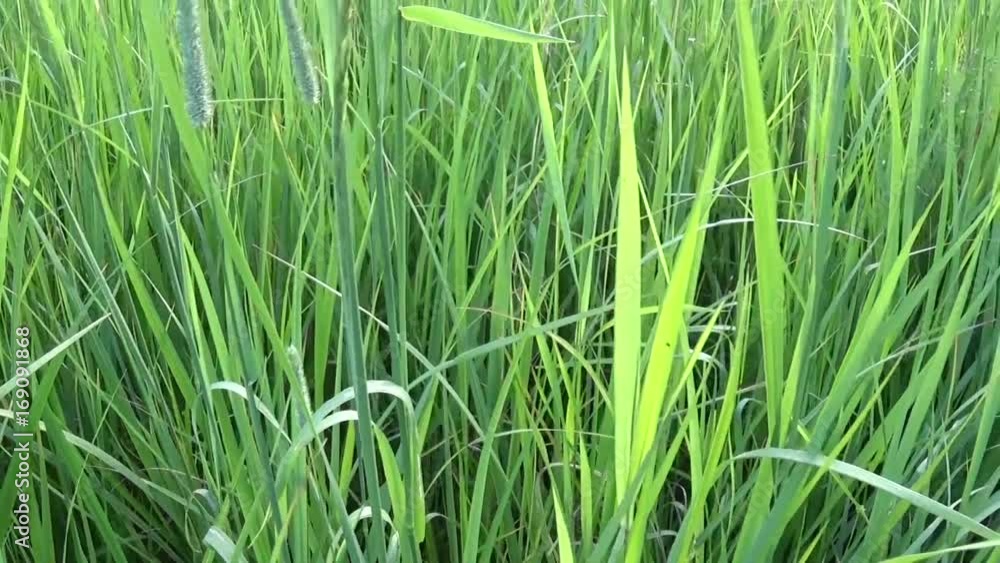 Green grass in summer field motion vertical horisontal camera shutting footage with steadicam Green grass in summer field motion vertical horisontal camera shutting footage with steadicam
