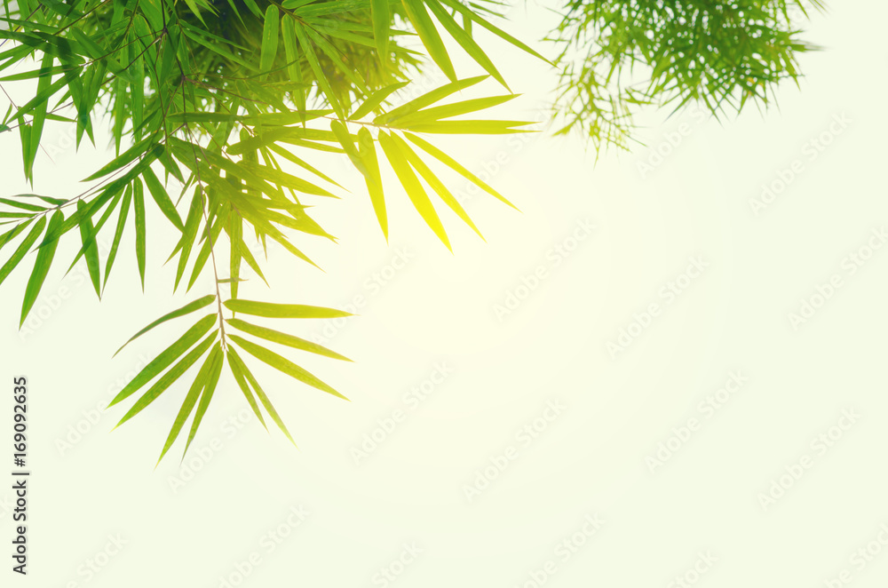 Fototapeta premium Leaf pattern leaves bamboo or abstract background .Green Energy and world for water day or National Forest Conservation Day.