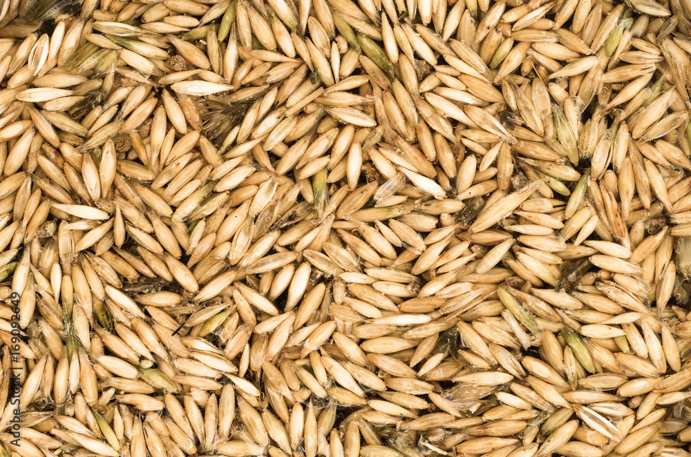 the Seeds of wheat and rye background texture the Seeds of wheat and rye background texture