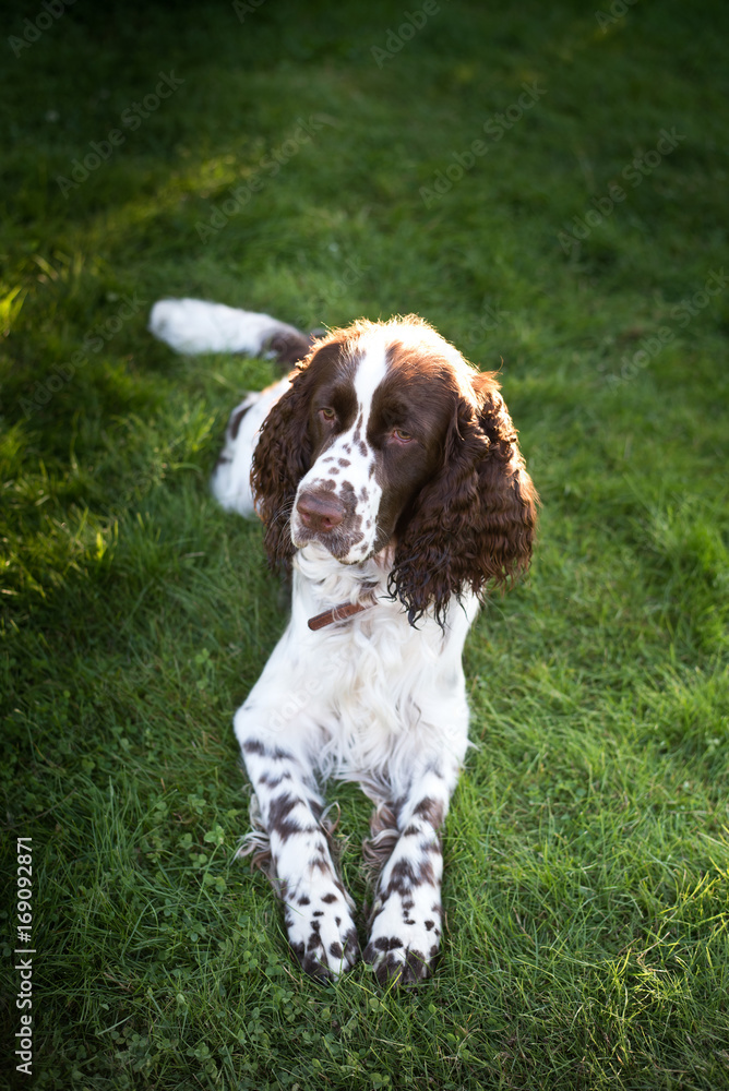 Springer spaniel dog resting in the grass with his tongue hangin