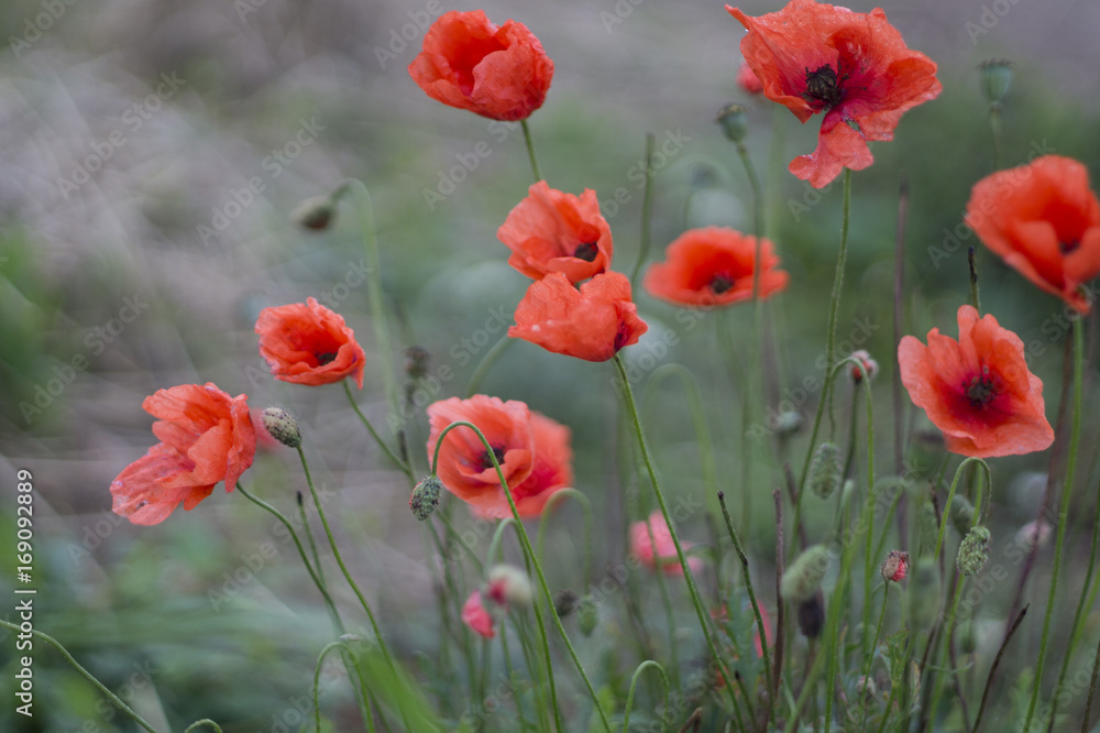 Obraz premium poppy flowers captured in an artistic way
