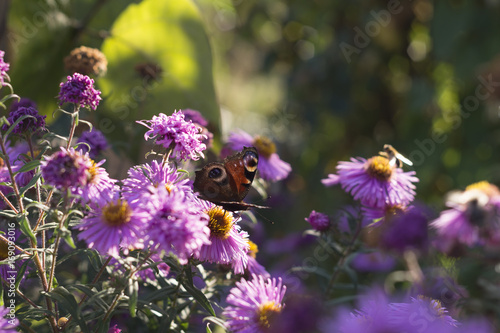 Fototapeta Naklejka Na Ścianę i Meble -  butterfly between purple flowers