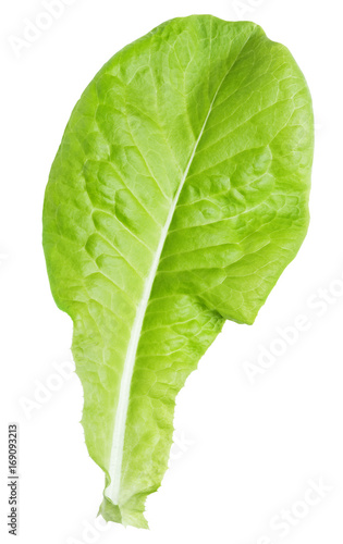 lettuce green leaf salad isolated on white background with clipping path