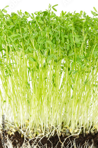 Le Puy green lentil seedlings in potting compost. Sprouts, vegetable and microgreen. Cotyledons of Lens esculenta puyensis from Le Puy in Auvergne, France. Macro photo front view on white background. photo