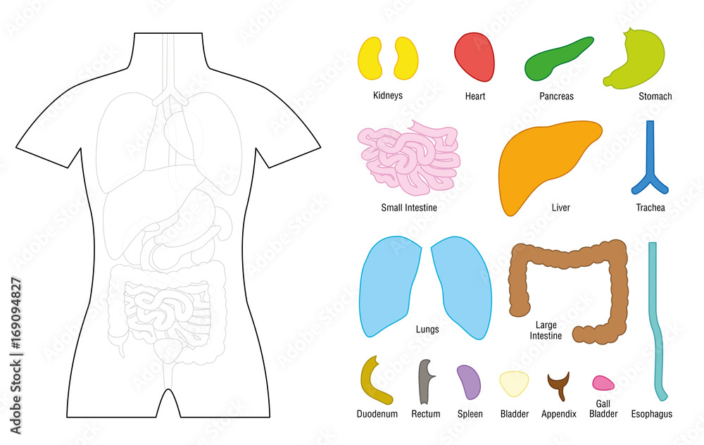 Digestive System Tote Bag by CSA Images - Pixels