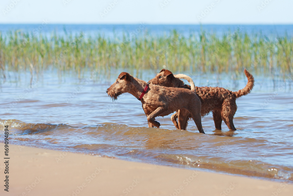 Naklejka premium Two Irish Terriers playing in the water