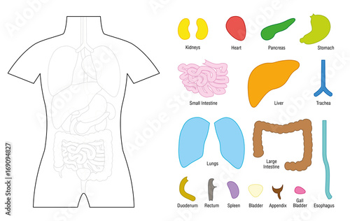 
Internal organs - puzzle template for educational use - cut the organs out and put it on the right place of the human body, or color it in with coloring pencils - vector illustration on white.