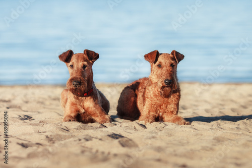 Two Irish Terrier lying on sand near water