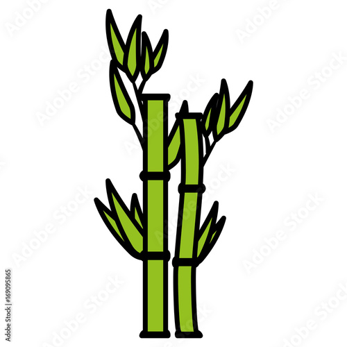 bamboo plant nature icon vector illustration design