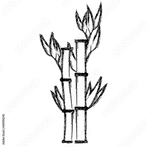 bamboo plant nature icon vector illustration design