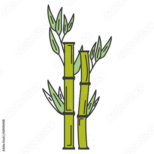 bamboo plant nature icon vector illustration design