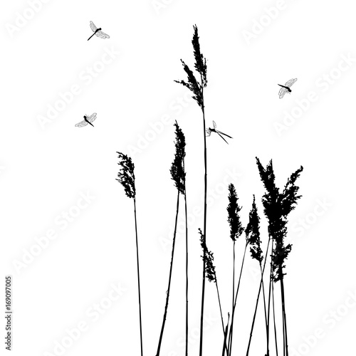 Dragonflies in flight - vector illustration photo