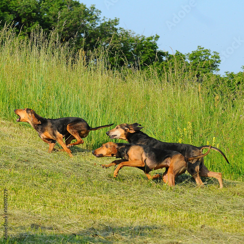 Segugio Italiano puppies dog