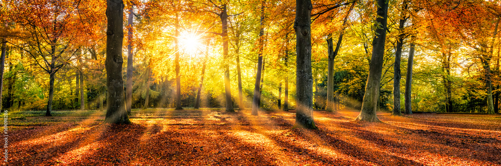 Fototapeta premium Złoty jesienny nastrój w lesie