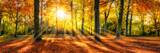 Goldene Herbststimmung im Wald 