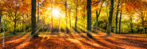 Fototapeta złota jesień w lesie
