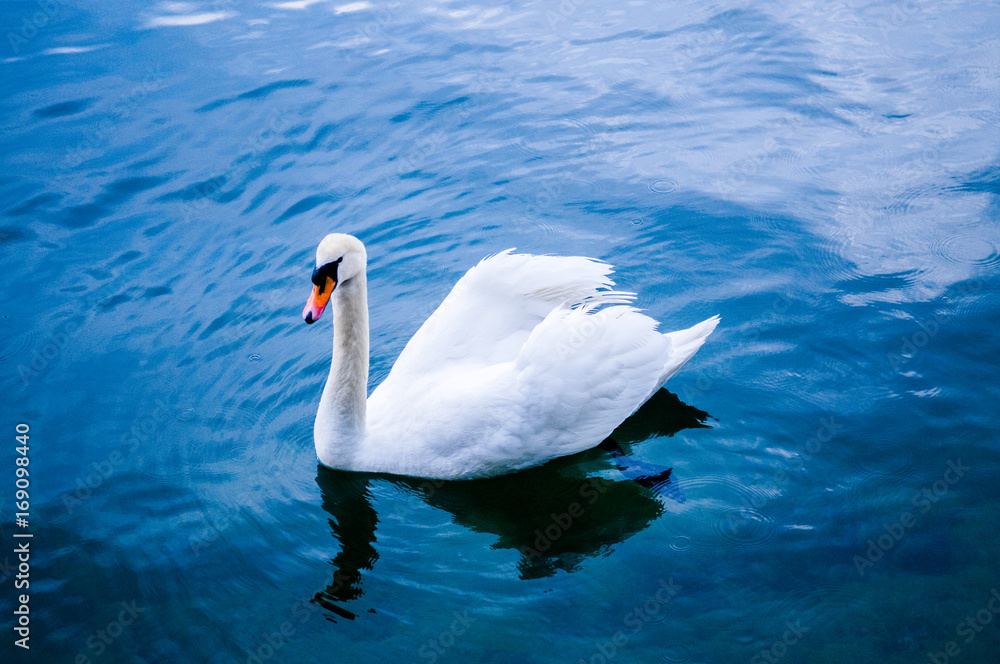 Obraz premium White swan on the lake - blue water with a swan