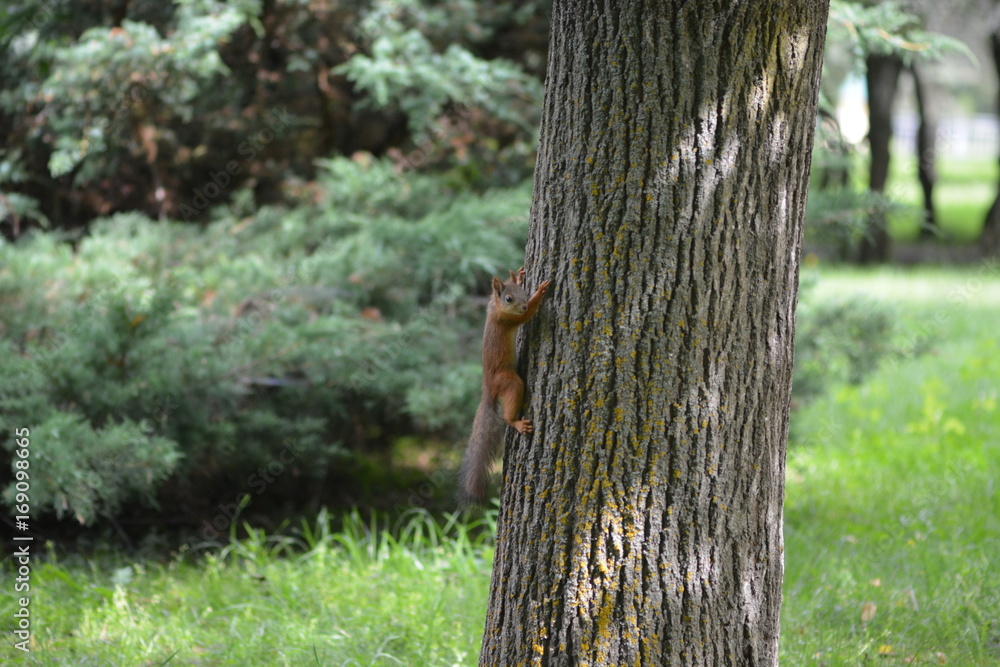 Fototapeta premium Squirrel climbing up thick trunk